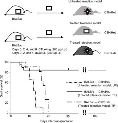Discrimination of Anti-Donor Response in Allogeneic Transplantation Using an Alloreactive T-Cell Detection Assay